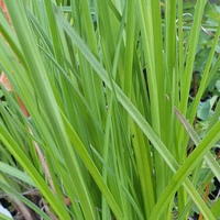 Kniphofia  'Timothy'
